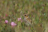 Woodlark (Lullula arborea)