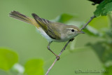 Western Bonellis Warbler (Phylloscopus bonelli)