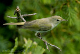 Western Bonellis Warbler (Phylloscopus bonelli)