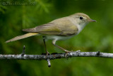 Western Bonellis Warbler (Phylloscopus bonelli)