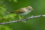 Western Bonellis Warbler (Phylloscopus bonelli)
