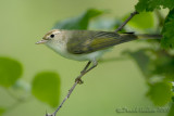 Western Bonellis Warbler (Phylloscopus bonelli)
