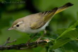 Western Bonellis Warbler (Phylloscopus bonelli)