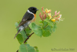 European Stonechat (Saxicola rubicola)