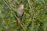 Nightingale (Luscinia megarhynchos)