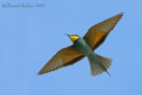 Bee-eater (Merops apiaster)