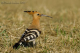 Hoopoe (Upupa epops)