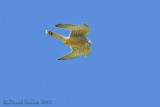 Common Kestrel (Falco tinnunculus)