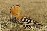 Hoopoe (Upupa epops)