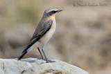 Northern Wheatear (Oenanthe oenanthe)
