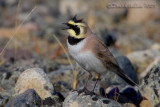 Horned Lark (Eremophlia alpestris)