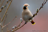 Waxwing (Bombicylla garrulus)