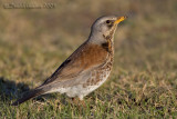 Fielfare (Turdus pilaris)