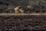 Short-eared Owl (Asio flammeus)