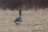 Greylag Goose (Anser anser)