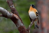 Brambling (Fringilla montifringilla)