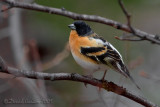 Brambling (Fringilla montifringilla)