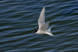 Arctic Tern (Sterna paradisea)