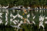 Herons and White Pelican
