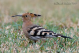 Hoopoe (Upupa epops)