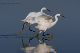 Little Egret (Egretta garzetta)