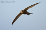 Pallid Swift (Apus pallidus brehemorum)