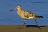 Bar-tailed Godwit (Limosa lapponica)