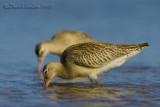 Bar-tailed Godwit (Limosa lapponica)