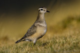 Dotterel (Eudromias morinellus)