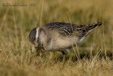 Dotterel (Eudromias morinellus)