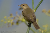 Garden Warbler (Sylvia borin)