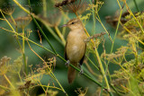 Great Reed Warbler (Acrocephalus arundinaceus)