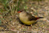 Red Avadavat (Amandava amandava)