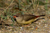 Red Avadavat (Amandava amandava)