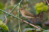 Chiffchaff (Philloscopus collybita)