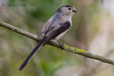 Long-tailed Tit (Aegithalos caudatus ssp italiae)