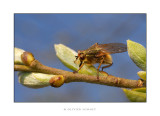 mouche jaune bourgeons.jpg