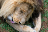 Lion bathing himself!