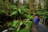 Otway rainforest walk