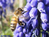 Honey Bee & Grape Hyacinth