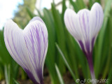 Crocus