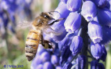 Muscari (Grape Hyacinth) and Honey Bee