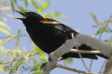 Red Wing Blackbird - male