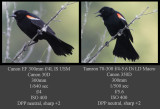 300mm blackbird comparo.jpg