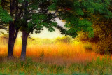 Light in the Meadow.jpg