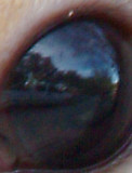 Squirrels eye.jpg