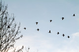 Egret leading Ibis.jpg