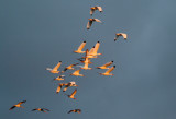 Flock of Ibis.jpg