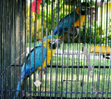 Blue & Gold Macaws