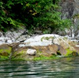 Seal on Bank of Sogne Fjord